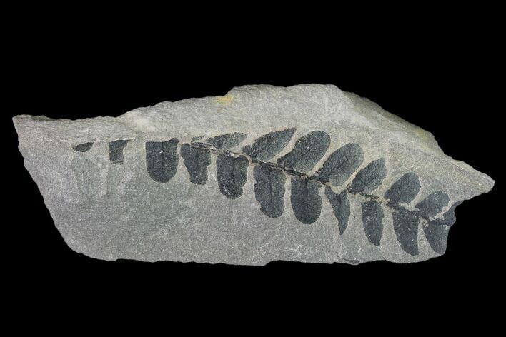 Pennsylvanian Fossil Fern (Neuropteris) Plate - Kentucky #137718
